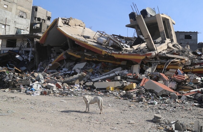 شريحة إلكترونية تقود الجيش الإسرائيلي إلى كلبة في رفح