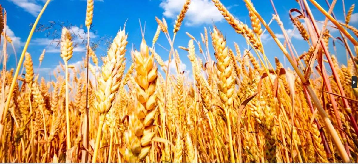 مصر تواجه تحديات القمح بتعزيز الانتاج المحلي