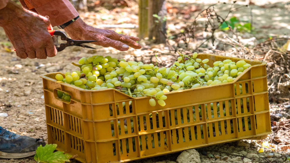 الزراعة الاردنية تحقق رقما قياسيا في الصادرات