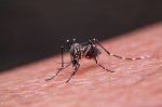 البعوض يغزو الصيف: أسباب اللدغات وكيفية الوقاية منها
