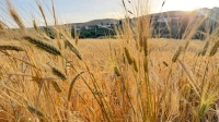 أسعار الغذاء العالمية تسجل أعلى مستوى في 3 سنوات والقمح يرتفع 5.8%
